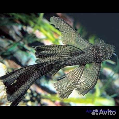 Анциструс вуалевый