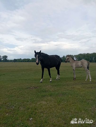 Кобыла с жерибёнком