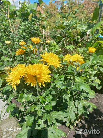 Хризантема кустовая низкорослая