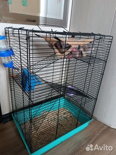 Отдам в добрые руки с клеткой