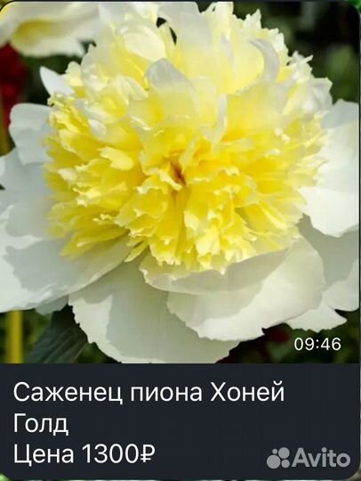 Пионы саженцы