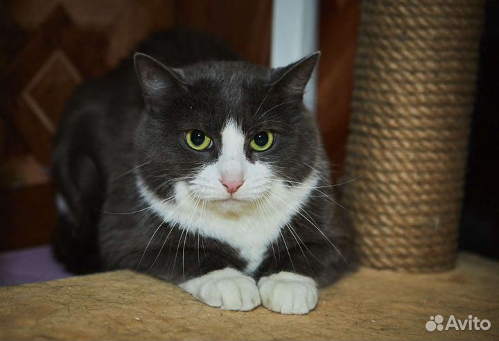 Кот Кайон с белой манишкой