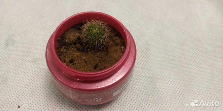 Кактусы и суккуленты