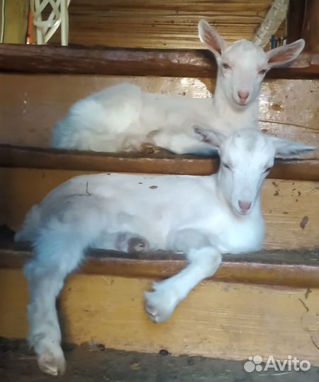 Козы козочки козлики козлята