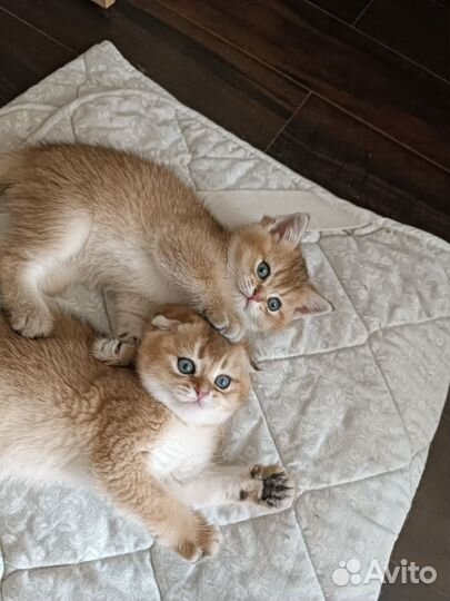 Шотландские котята золотая шиншилла