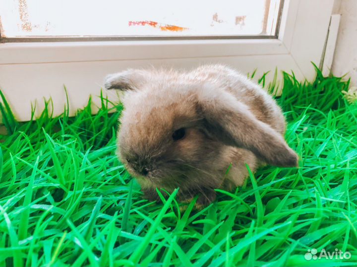 Карликовый кролик - цветной карлик