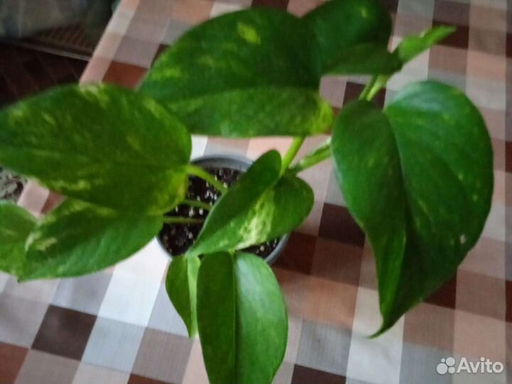 Комнатные растения