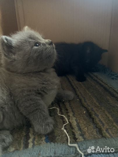 Котята британцы помесь