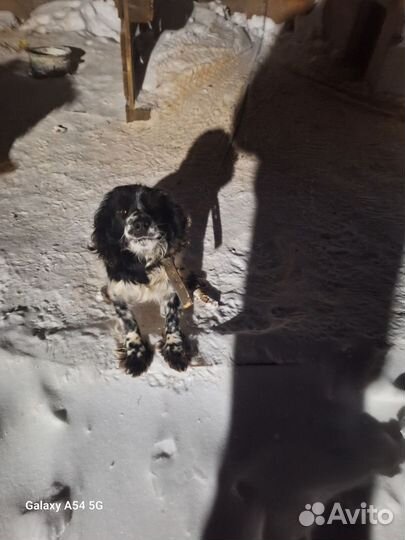 Русский спаниель