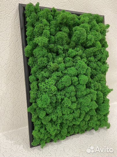 Картина/панно из мха