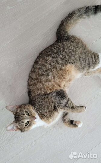 Кошка в дар