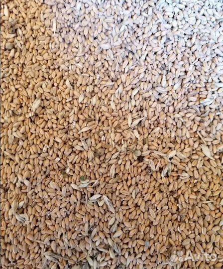 Кормовой горох, Ячмень озимый на корм