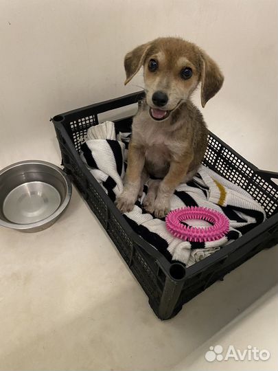 Щенок в добрые руки