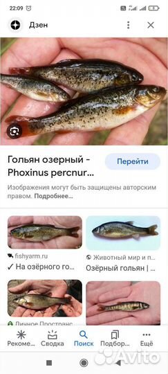 Гальян - живец