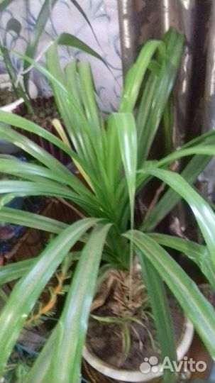 Комнатные цветы