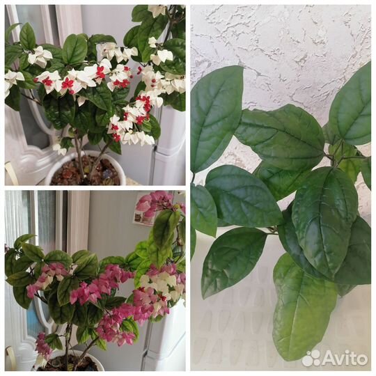 Комнатные растения, разные