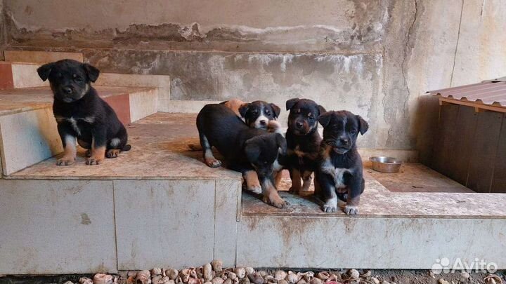 Щенки ягдтерьера