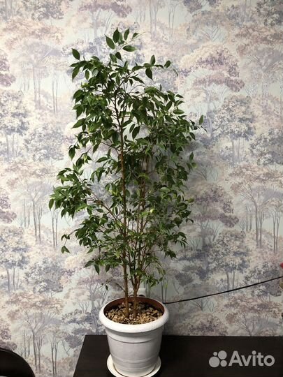 Фикус бенджамина 1 метр
