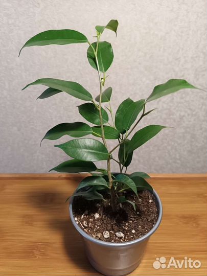 Сортовые фикусы