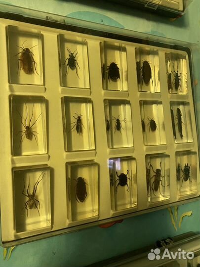 Коллекция насекомых в стекле