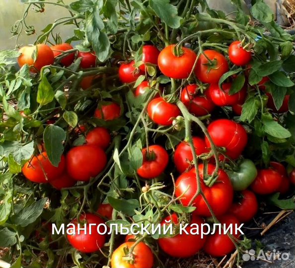 Семена томатов коллекционные