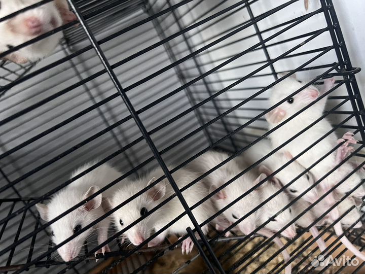 Крыски дамбо