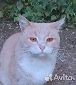 Оставили на произвол судьбы
