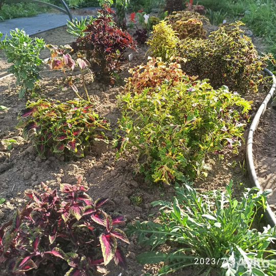 Куст колеуса Coleosaurus