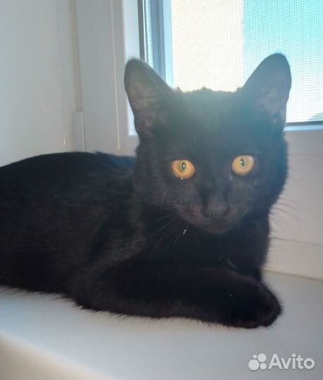 Кошка в дар