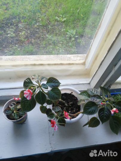 Бальзамин (ванька мокрый)