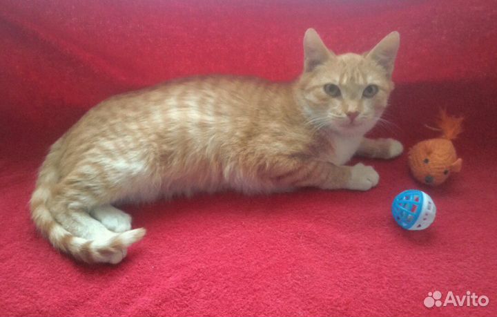 Красавчик Тиша