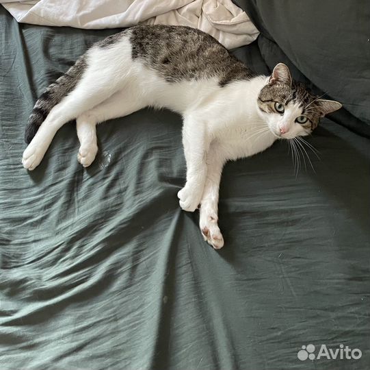 Кошка в дар