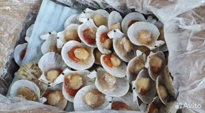Гребешок морской