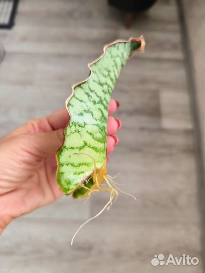 Сансевиерия кирки сильвер блю