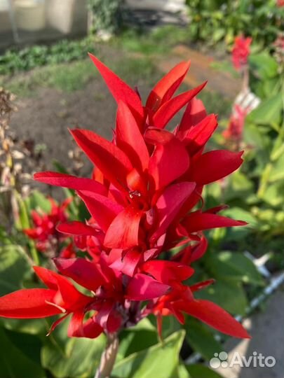 Клубни канны