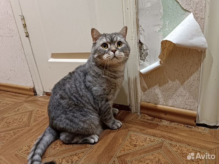 Кот-террорист в аренду