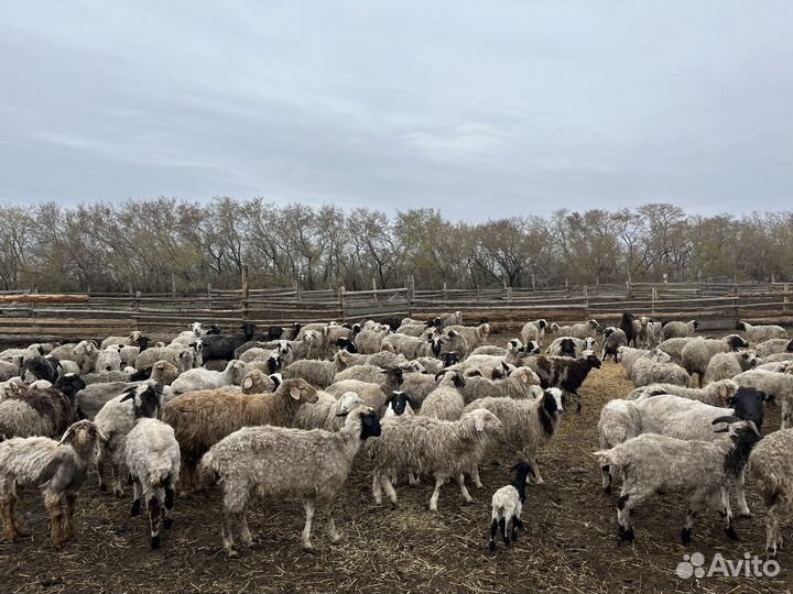 Овцы бараны матки ягнята