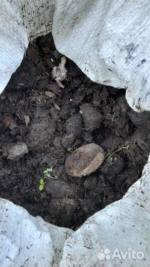 Конский навоз