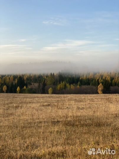 Лес на корню (делянки)