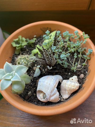 Суккуленты, кактусы мини садики, наборы