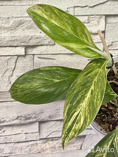 Рафидофора Элиптика вариегатная