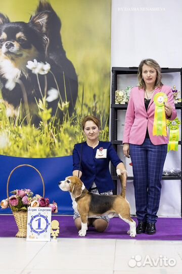 Бигль вязка