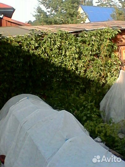 Декоративные и плодово ягодные саженцы, цветы