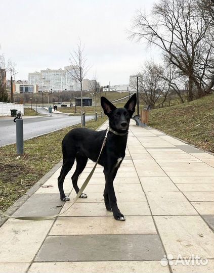 Изящная стерилизованная Афи