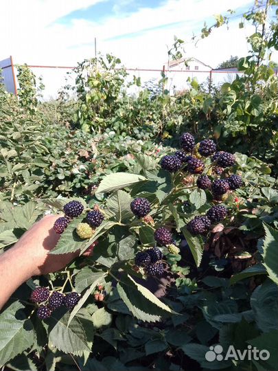 Саженцы ежевики