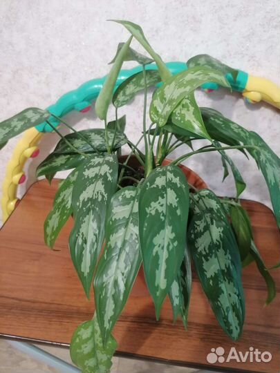 Комнатные цветы