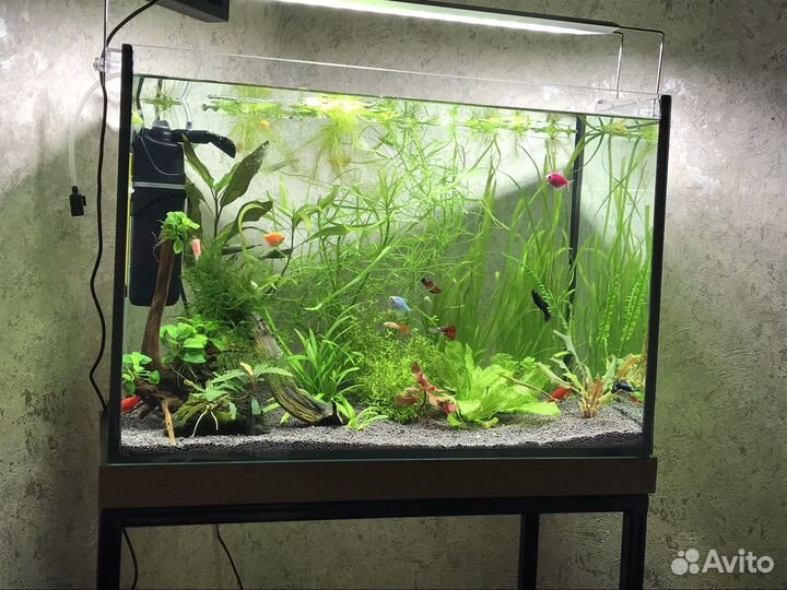 Аквариум 60 литров