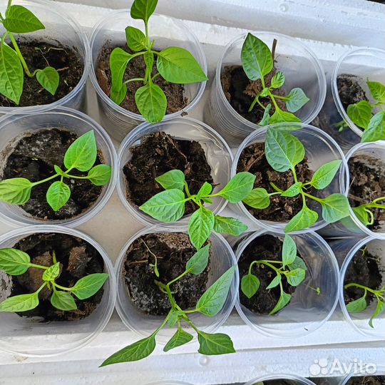 Рассада помидор и перцев 30р