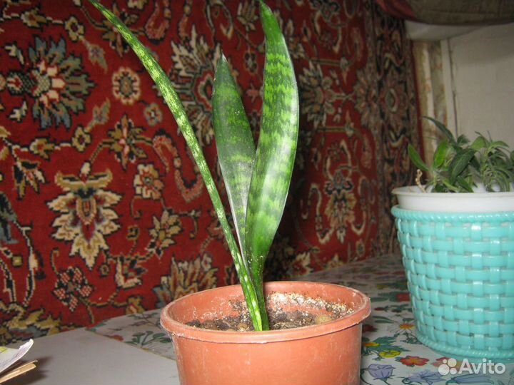 Сансивьера