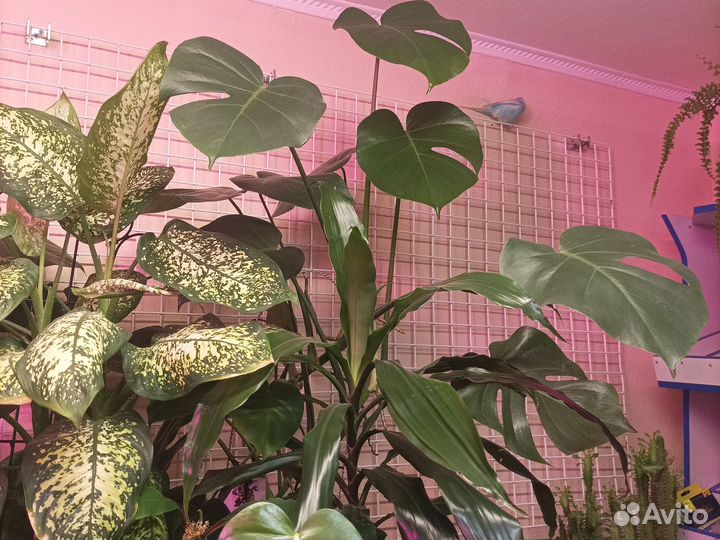 Монстера, диффенбахия, зефирантес, шефлера